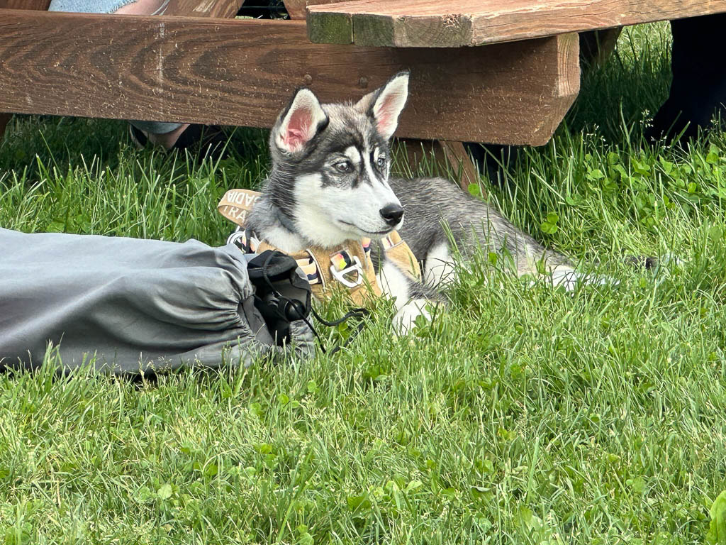 This husky pup came to watch the games.